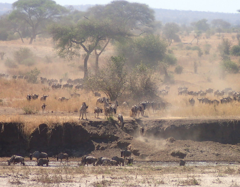 Herd of Wildebeest and a few Zebra showing them the way