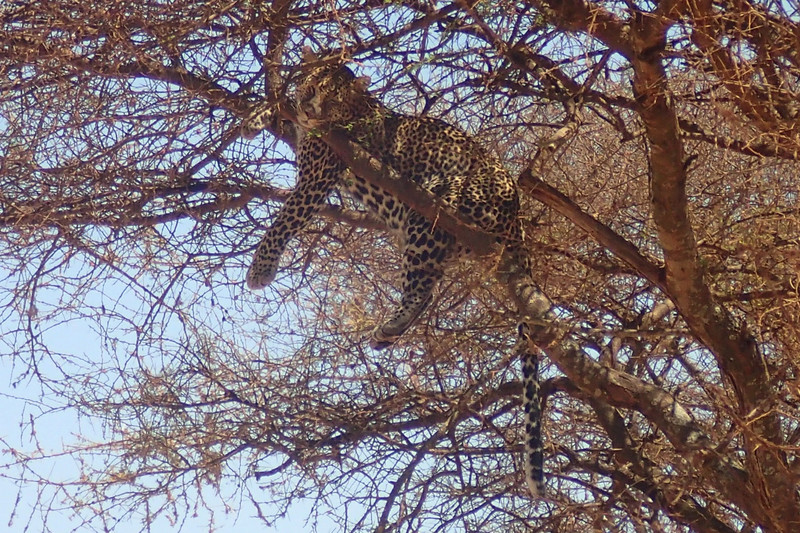 Leopard resting after a kill