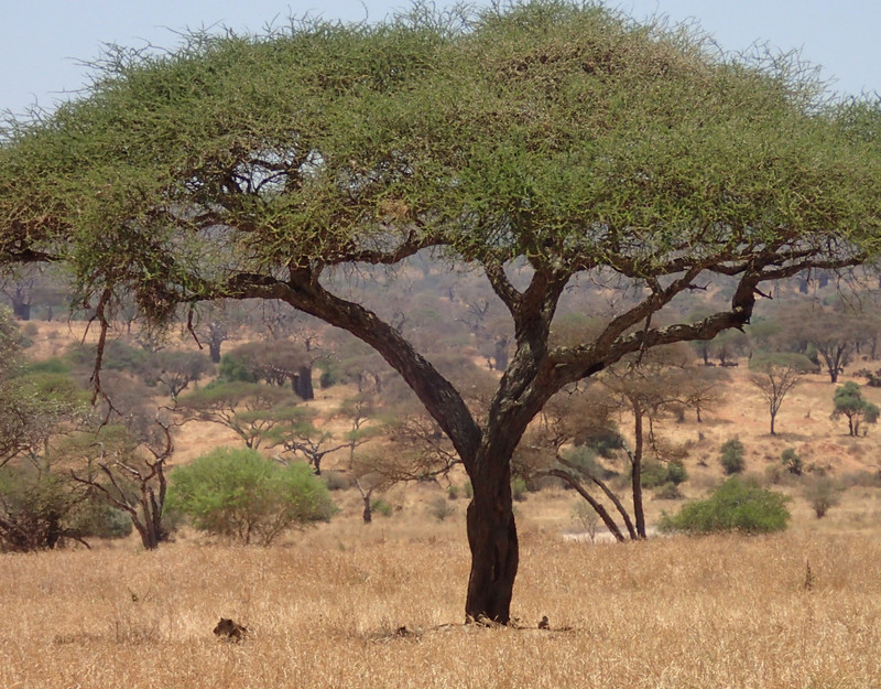 Lion in typical pose - resting in the shade of acacia tree