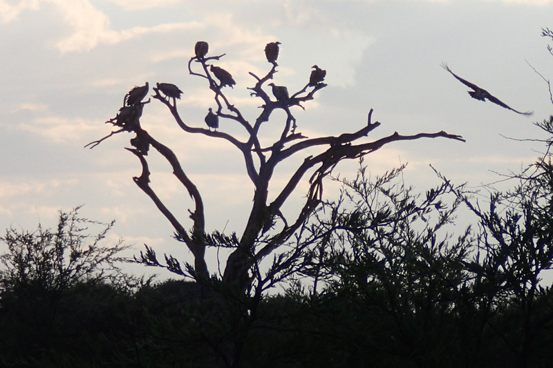 Vultures at dusk