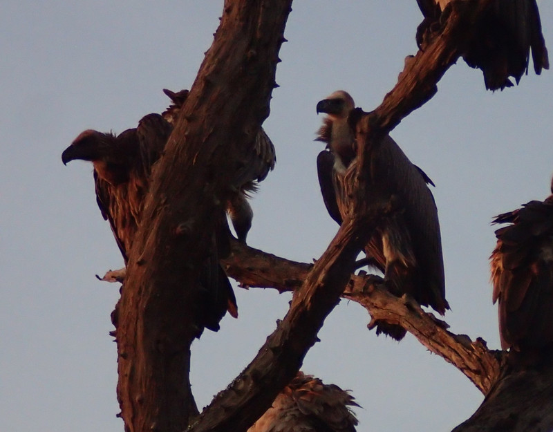 Vultures waiting for the hyenas to leave