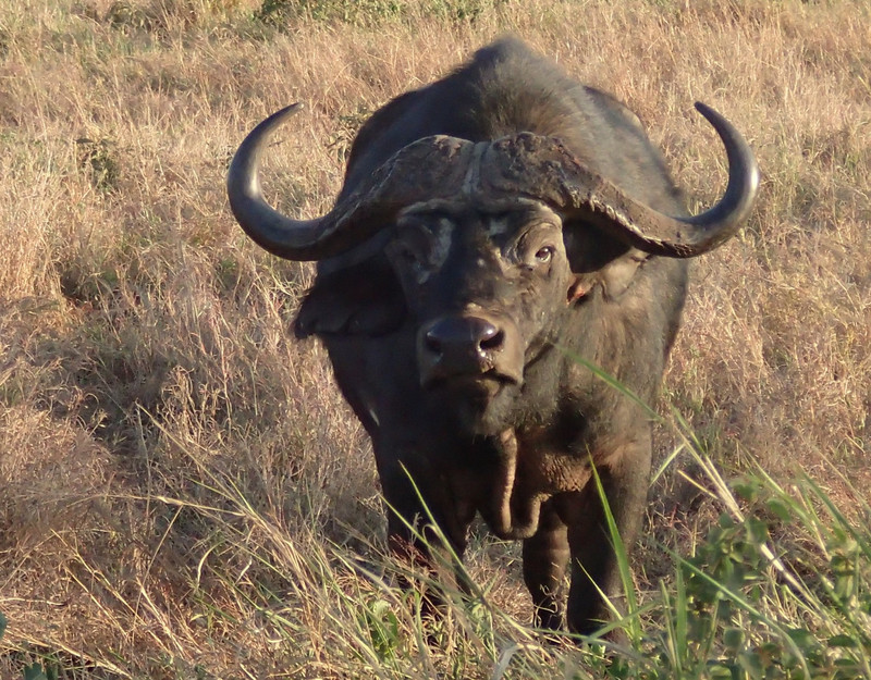 Grumpy water buffalo