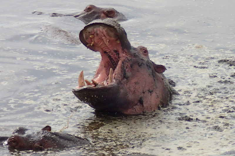 Hungry hippo