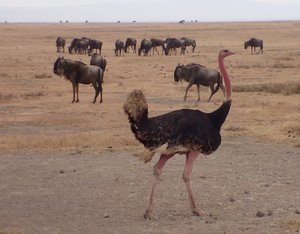 Ngorongoro ostrich
