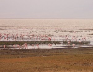 Flamingoes on the crater lake