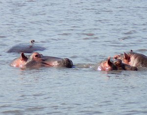 Very pleasant hippo pool