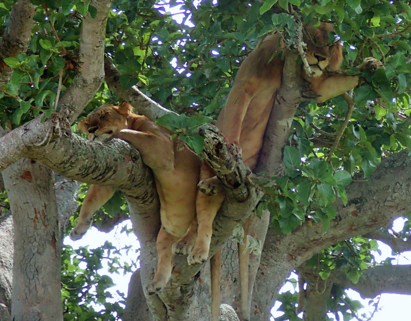 Queen Elizabeth Tree Lions 