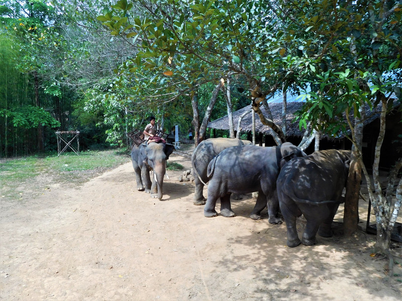 At the elephant camp
