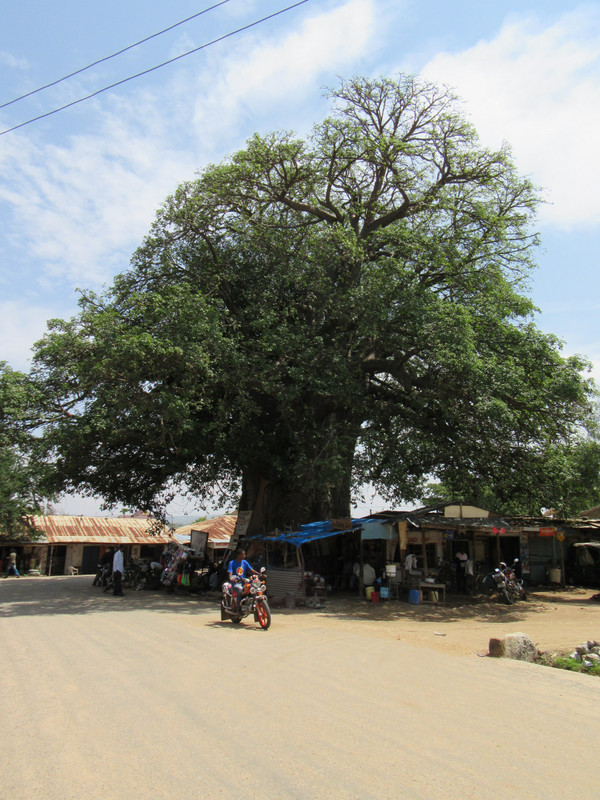 The mighty Baobab in the centre of Kondoa town