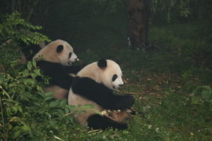 Adult pandas