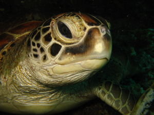 Ello Mr Turtle
