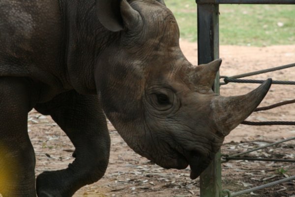 What a big horn you have Mr. Rhino