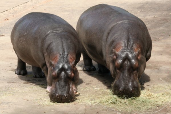 2 very slow moving hippos
