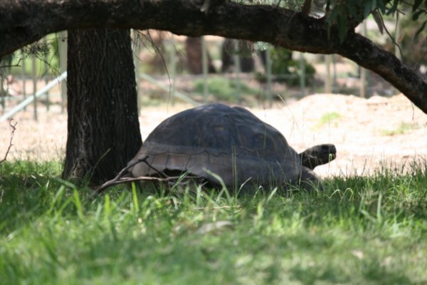 The biggest tortoise we've ever seen