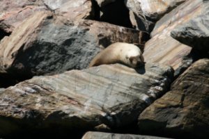 A lazy sea lion doing abit of sunbaking