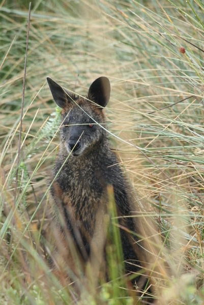 A wallaby posing to have his photo taken