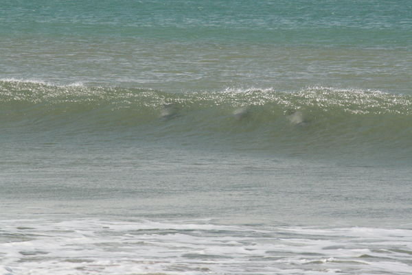 Dolphins playing under the surf (you might need to enlarge the photo to see them)
