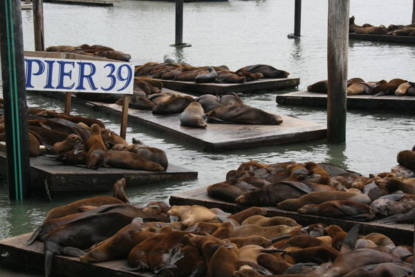 The seals at pier 39