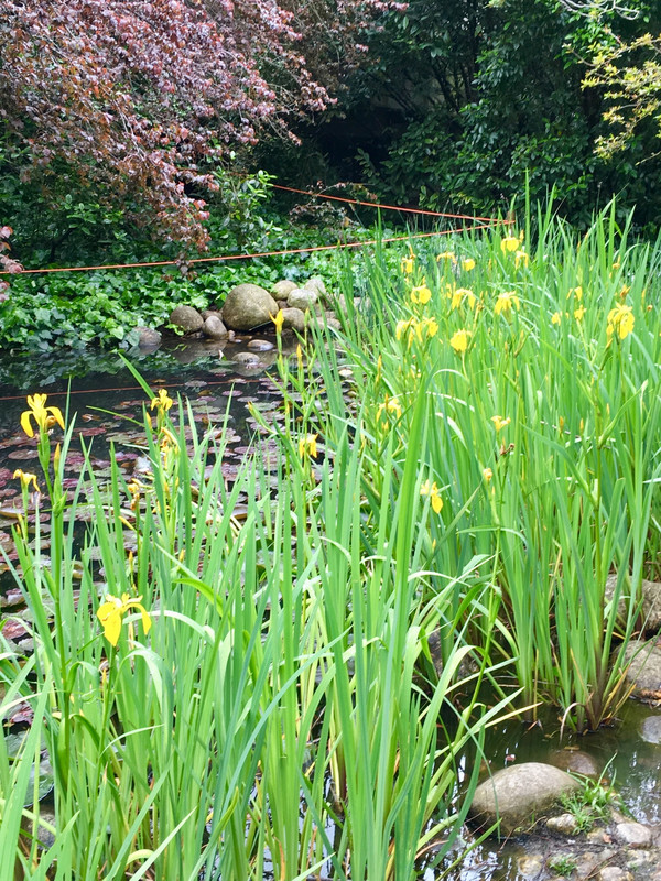 Irises on the pond