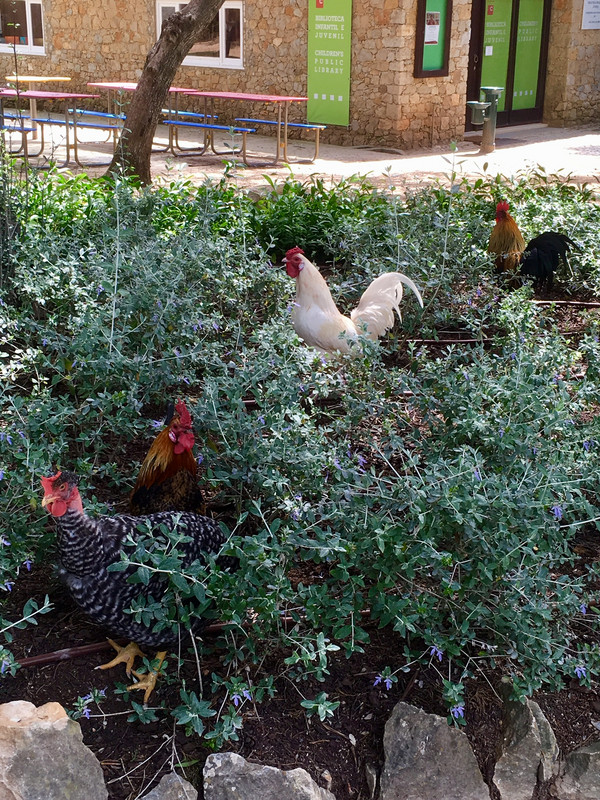 Chickens in the park