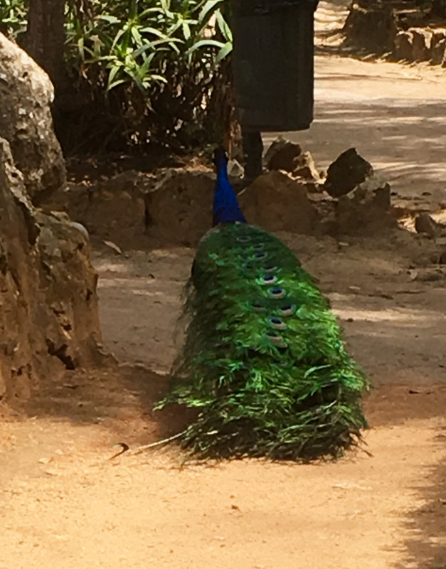 Peacock in Parque Marechal Carmona