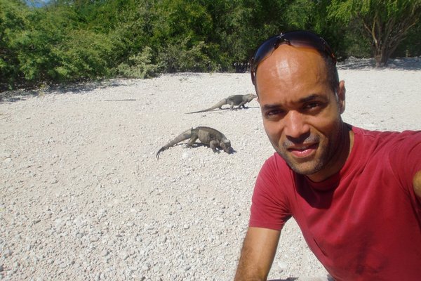 Iguanas en el Lago Enriquillo