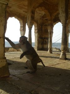 Templo de los monos, Jaipur