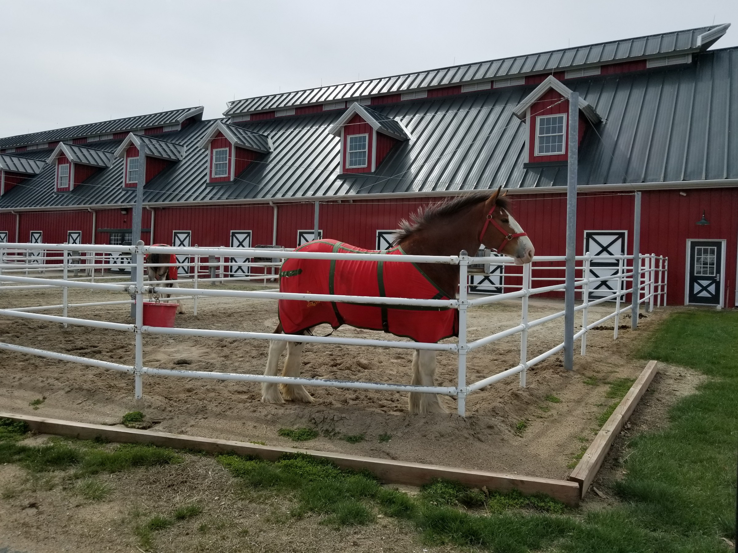 Budweiser Clydesdales - Warm Springs Ranch 20180406_114020 | Photo