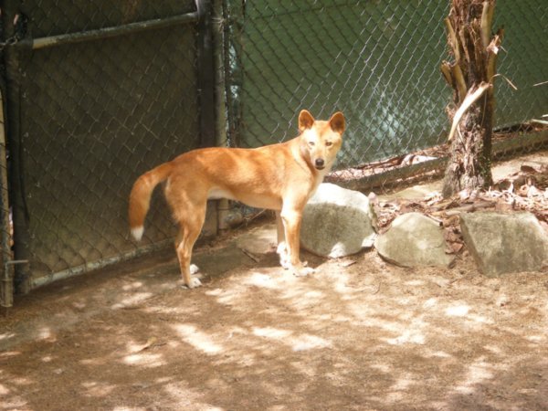 Our first Dingo
