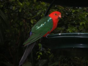This parrots got a red head!