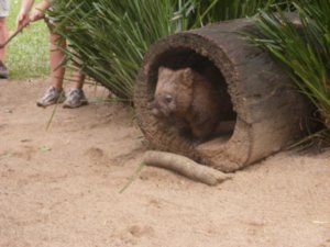 Another Wombat