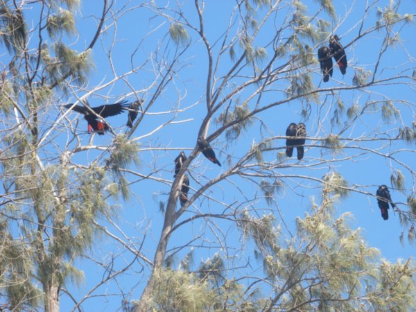 Loads of cockatoos..