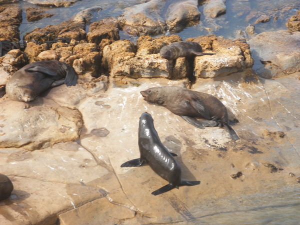 Spotted a fur seal!