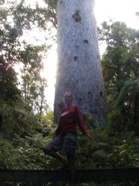 Tane Mahuta (Lord of the Forest)