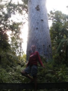 Tane Mahuta (Lord of the Forest)