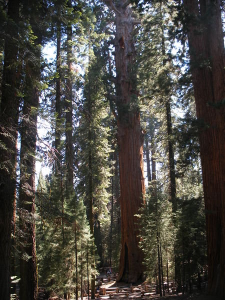 The trunk of the General Sherman tree