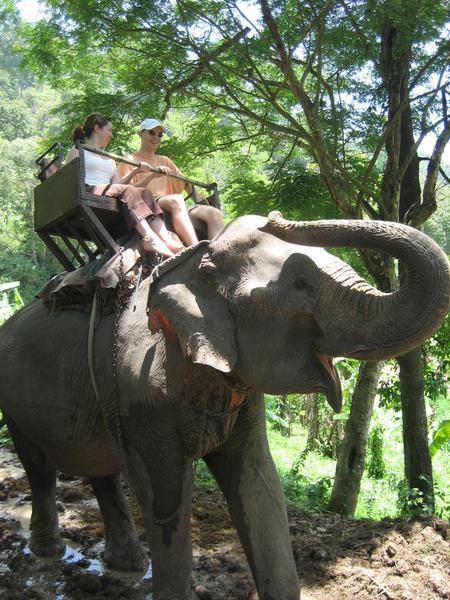 Maesa elephant camp