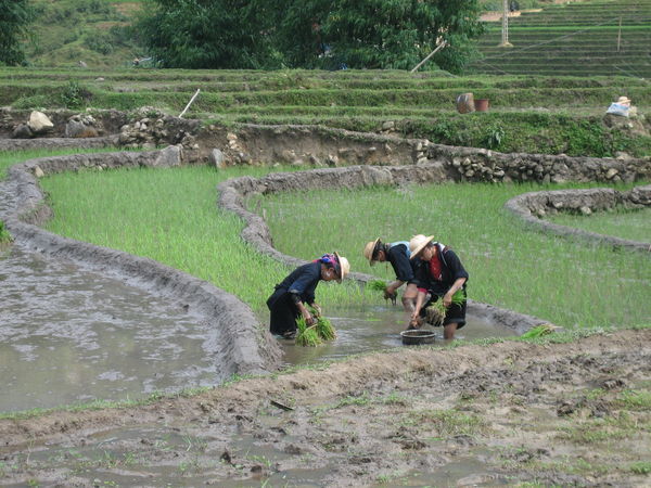 Planting rice seedlings