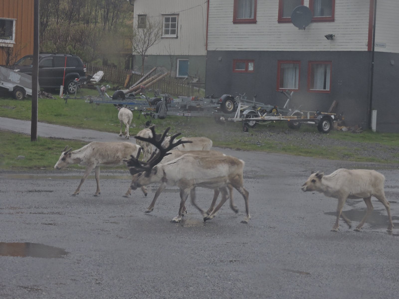 Reindeer passing Dream Catcher at Skarsvag