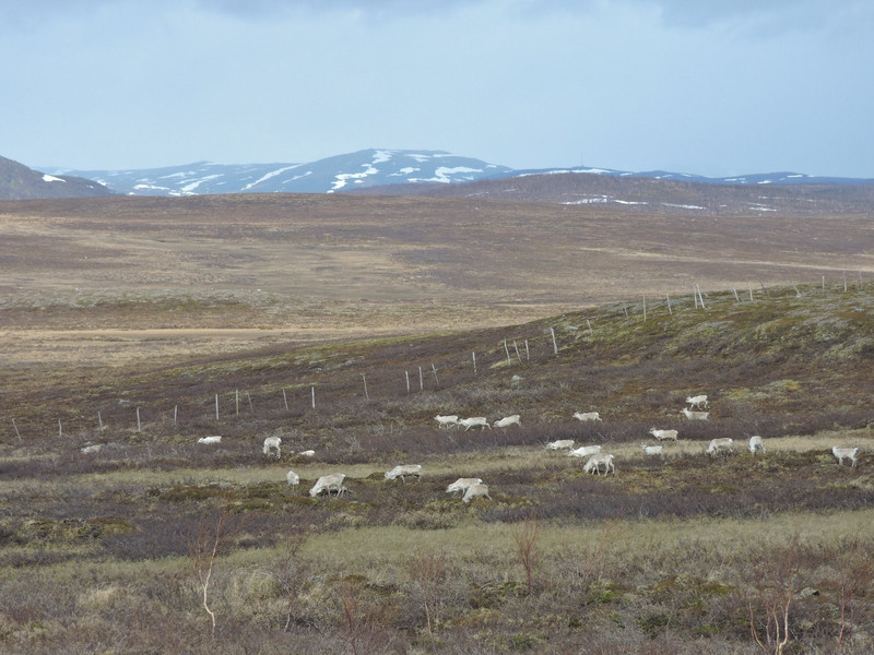 Reindeer grazing