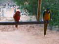 Parrots at 1st Camp