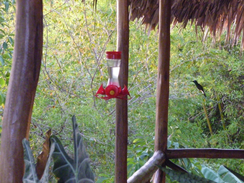 Hola hummingbird!