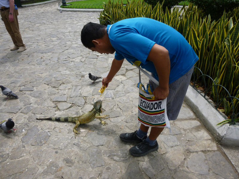 Feeding the Iguanas