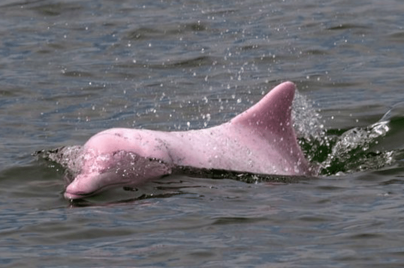 The Pink River Dolphin