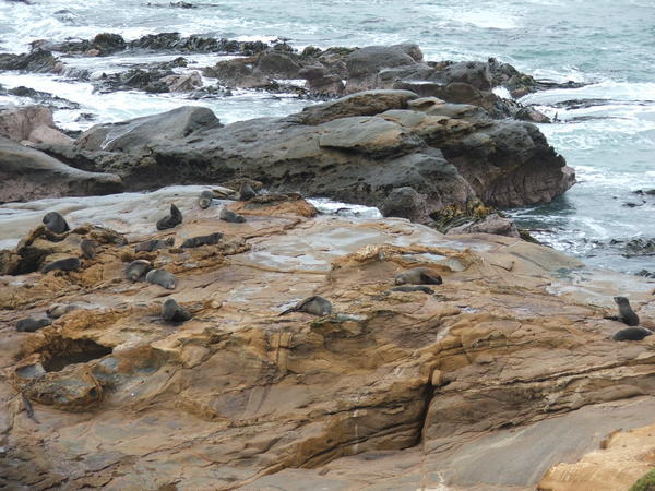 Shag Point.   Seal Colony