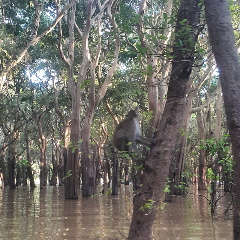 Monkey business in the Mangroves