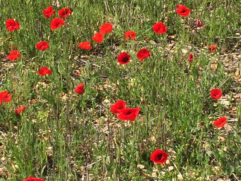 Cheeky coquelicots!