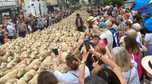 Sheep take over the streets of St Remy!