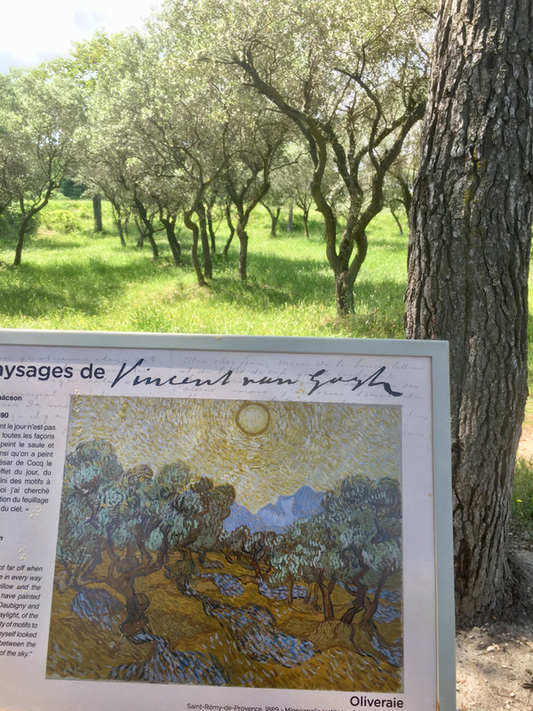  Olive Orchard, Vincent van Gogh 