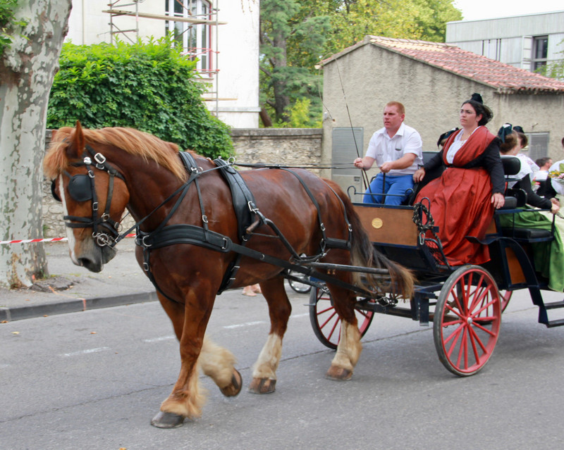 Traditional horse drawn carts